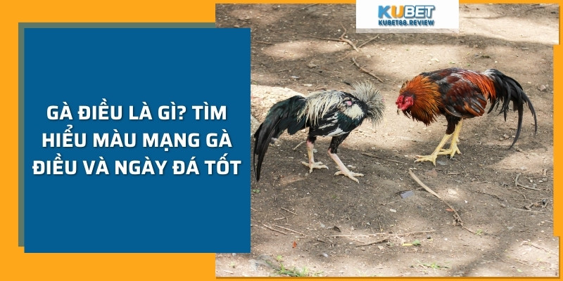 Gà Điều Là Gì? Tìm Hiểu Màu Mạng Gà Điều Và Ngày Đá Tốt