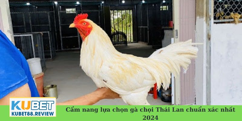 gà chọi Thái Lan