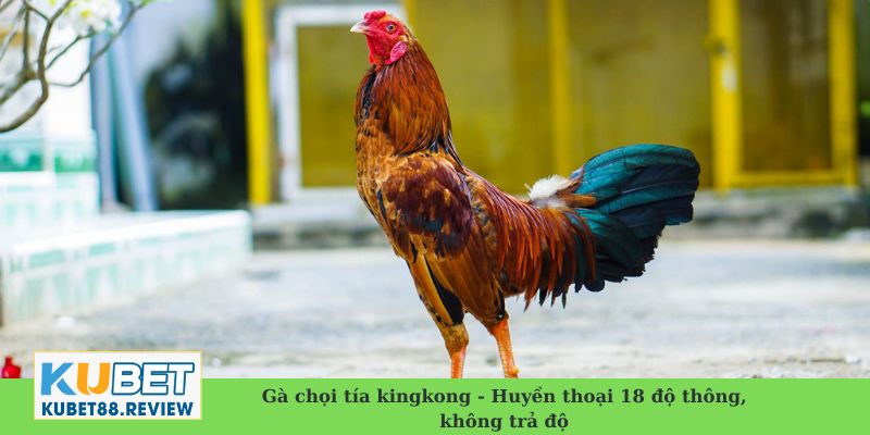 Gà chọi tía kingkong - Huyền thoại 18 độ thông, không trả độ