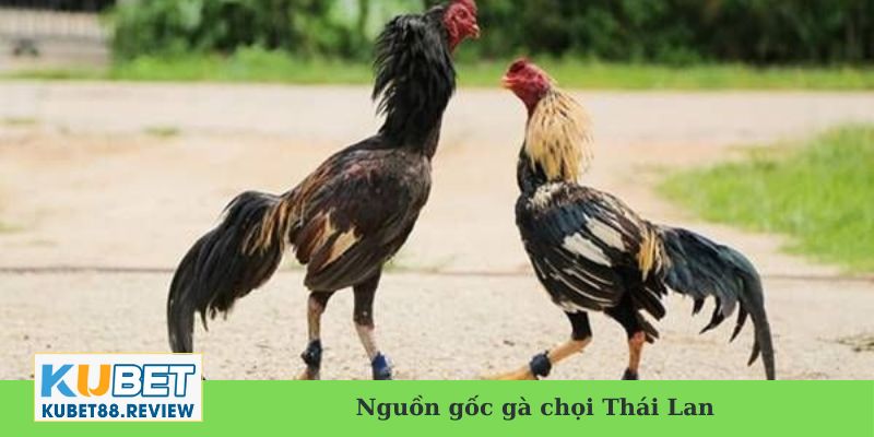 Nguồn gốc gà chọi Thái Lan