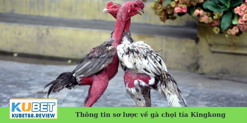 Thông tin sơ lược về gà chọi tía Kingkong