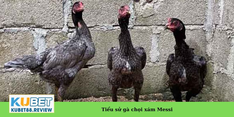 Tiểu sử gà chọi xám Messi